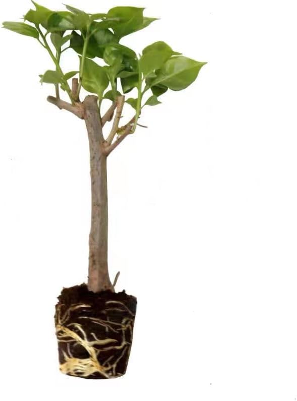 Miniatura 8 de Red Bougainvillea spectabilis - Plántulas de plantas vivas de 5 a 8 pulgadas de alto, pétalo doble, perfectas para decoración del hogar y jardín