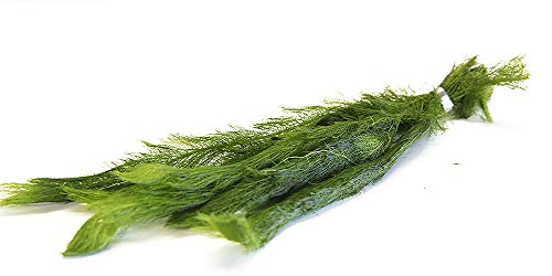 Lincolnshire Pond Plants Ltd - Milfoil Oxygenating Pond Plant (1 Bunch)