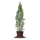 Italian Cypress - Size: 2-3', Live Plant, Includes Special Blend Fertilizer & Planting Guide
