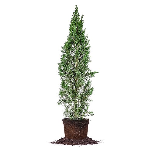 Italian Cypress Size 23', Live Plant, Includes Special Blend
