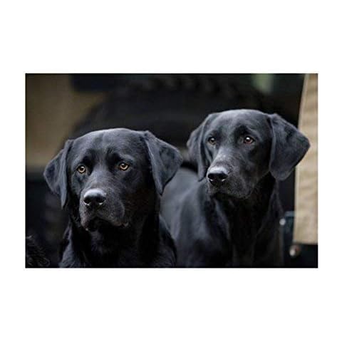Labrador dogs - blank greeting card with envelope. Large A5 size Cover