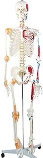 Body Skeleton Model, Standard Skeleton Rod Mount Skeleton Model, Medical Skeleton Teaching Model, Anatomical Skeleton Model, for Medical Educational Aid - 170CM - 66.9 Inchs