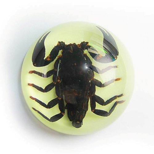 Real Insect Dome Paperweight Black Scorpion Glow in The Dark Back Ground