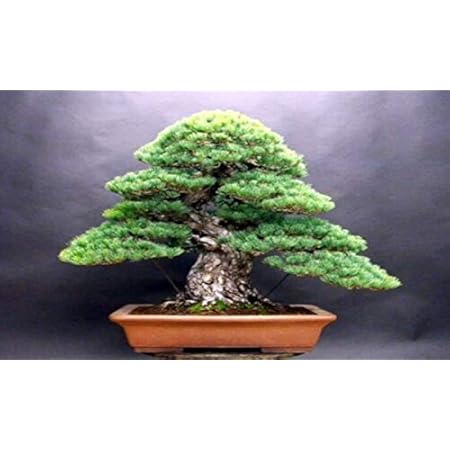 Amazon Com Norway Spruce Bonsai Tree Seeds 30 Seeds Beautiful Evergreen Tree Seeds Picea Abies Patio Lawn Garden Amazon Com Norway Spruce Bonsai Tree Seeds 30 Seeds Beautiful Evergreen Tree Seeds Picea Abies Patio Lawn Garden