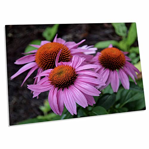 3dRose Coneflowers Desk Pad 23x16 pulg