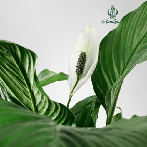 Image of Amulya FARMS & NURSERY Air Purifying White Peace Lily (Spathiphyllum) Indoor Live Plants for Living Room, Home, Office, Table, Desk Decor items | Small Size - Black Pot Included (Single Lily)
