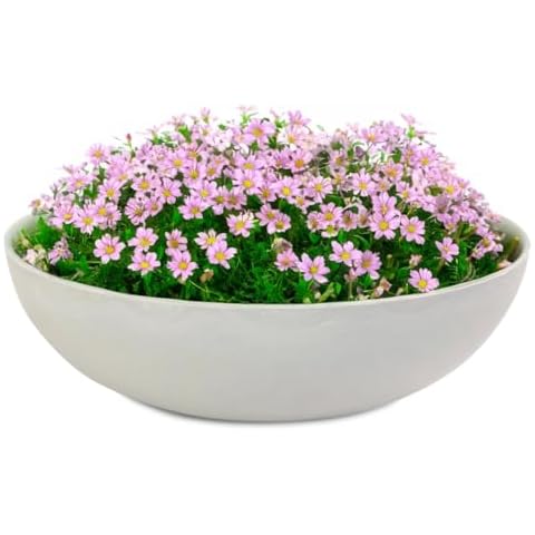 matches21 HOME & HOBBY Large Vintage Plant Bowl Cover