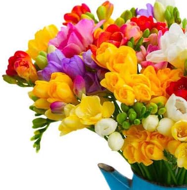 Freesia bulbs (pack of 10 mixed colored bulbs) - Flower Bulbs - 10 Bulbs