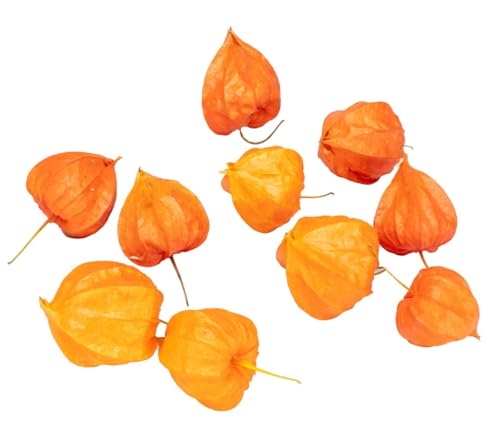NaDeco Lampionblume getrocknet – 10x Physalis franchetii Köpfe (4–5 cm) – Naturdeko Herbst | Trockenblumen Deko | Boho Dekoration | Trockenstrauß | DIY Bastelmaterial