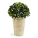 Preserved Boxwood Three Quarter Ball in Tom Pot