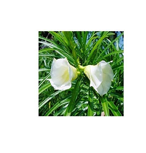 PlantaZee Live White Kaner-Nerium Oleander Flower Plant with Pot (B0B1QDNYB2) Amazon Price History, Amazon Price Tracker