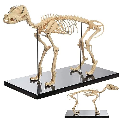 OIFAODAO, Modèle d'os de Squelette canin, modèle d'enseignement l'anatomie Animale du Chien, en PVC Anatomique for Outil démonstration vétérinaire biologie Humaine ，Modèles anatomiques