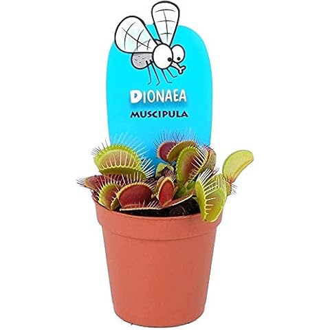 Plante carnivore Dionaea muscle - Planeta Huerto Cover
