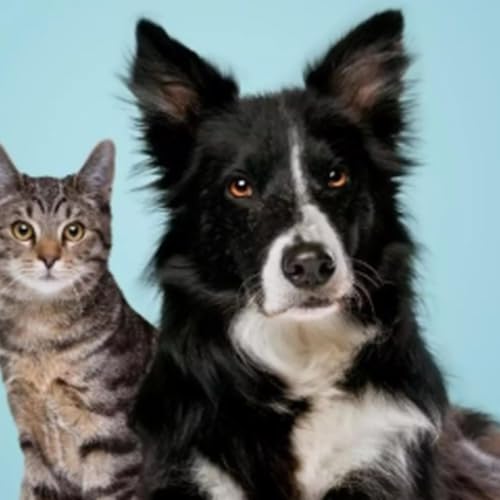 Cuidados para tomar ao ver informa&ccedil;&otilde;es sobre pets na internet