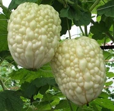 Golden Hills Farm Hybrid Bitter Gourd White Long High Yield 40+ Seeds (B095PVBKMP) Amazon Price History, Amazon Price Tracker