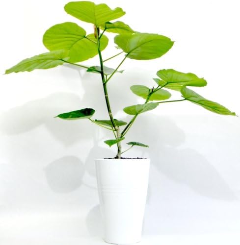 Amazon プラ鉢６寸ウンベラータ枝 鉢