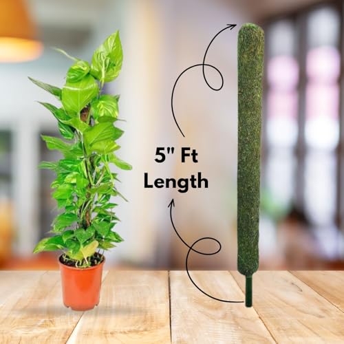 Image of IQNEX Plant Support Moss Stick- Green Grass Pole for Plants Support, Support Stick for Money Plant, Climbing Indoor Plants (Set-2, 5ft)