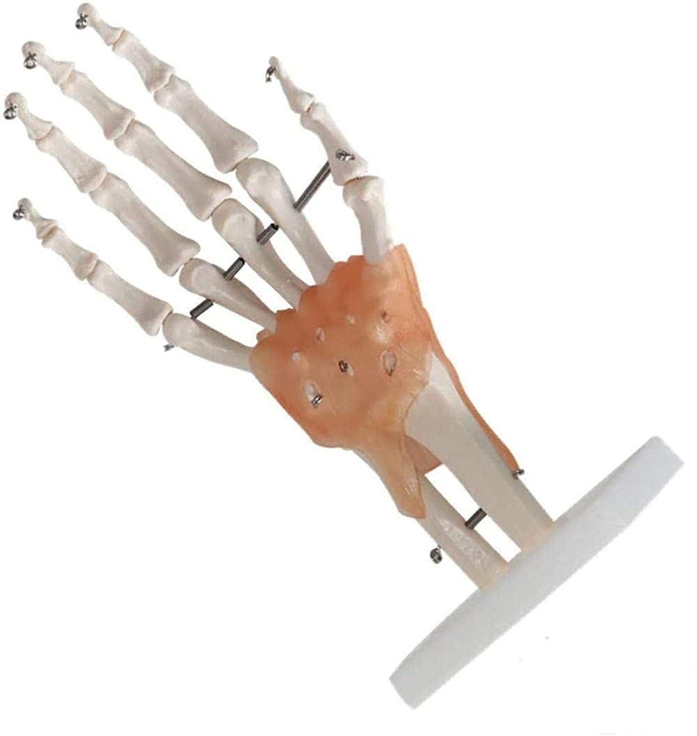 Modello Tronco Scheletrico, Modello Anatomico, Modello Umano, Anatomia Articolare E Manuale, Legamenti, Educat Medical