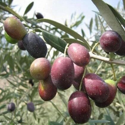 All Time Thai Sweet Olive Live Plant,Air Layered/Grafted, Misti Jolpai, Pack Of 1 Healthy Plant (B0CK4W6THD) Amazon Price History, Amazon Price Tracker