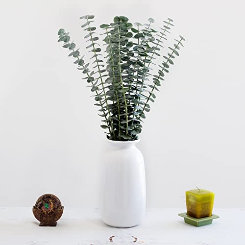 Farm Fresh Baby Blue Eucalyptus Greens - 50 Stems #TOP5