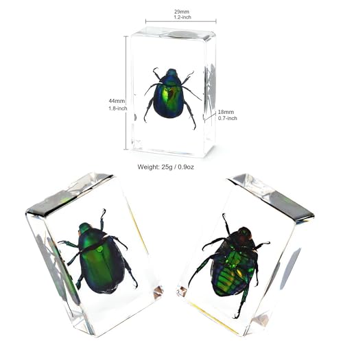 Image of 15pcs Taxidermy Bugs Insects Specimen in Resin Preserved, Bright Clear Acrylic for Closer-Look & Study in Safe Healthy, Science Educational Classroom Specimens, Unique Amazing Gift (1.8x1.2x0.7-inch)