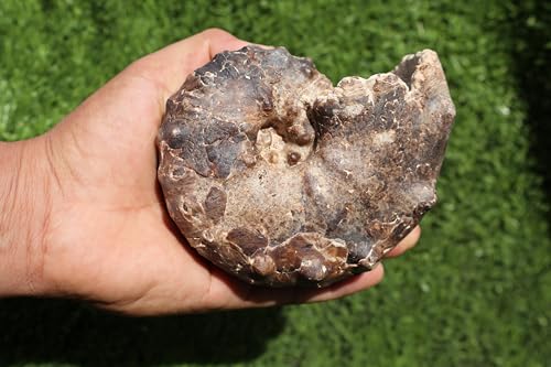 Image of Ammonite Mammites Nodosoides Ammonite Fossil Rare Ammonite Fossil Natural Fossil from Morocco A21