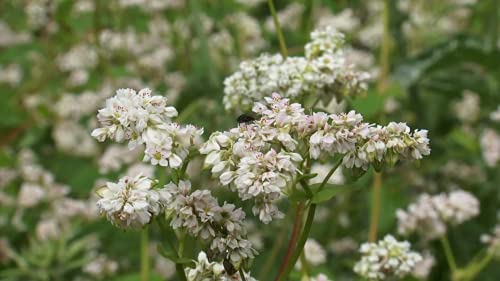 Graines de sarrasin - Fagopyrum esculentum - 50 + graines