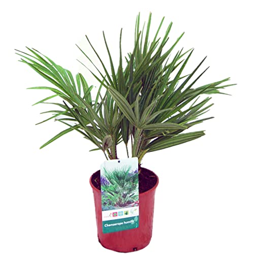 Palmera Chamaerops Humilis (Altura 70 Cm aprox) -Palmera Natural - Palmera Exterior - Planta Viva