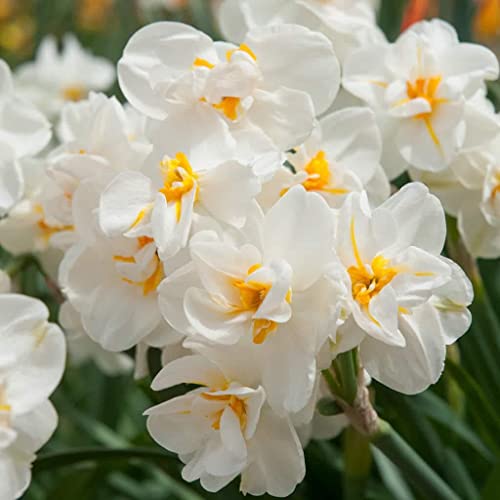 Daffodil Bunch Flowering 'Sir Winston Churchill' (Narcissus 'Sir Winston Churchill') Size 12/14 cm, Bulbs for Planting, Open Pollinated, Non-GMO, Bulbous Perennial, Double Daffodil (20 Bulbs)