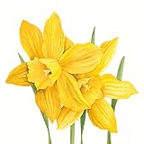 PRODUCTO: hecho en Alemania utilizando energía 100% limpia de una planta hidroeléctrica conectada.