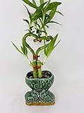 jmbamboo-live Love Heart Style Lucky Bamboo Arrange w/ceramic Vase