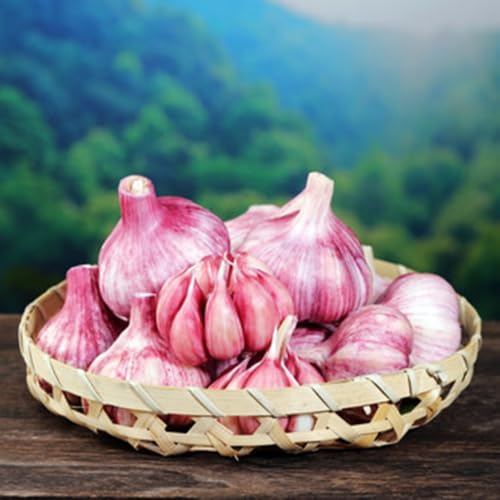 Ajo elefante - comprar plantas de ajo balcón invernadero plantar jardín de hierbas interior hierbas frescas jardín cobertura del suelo plantas en macetas resistentes sombra, 2pcs