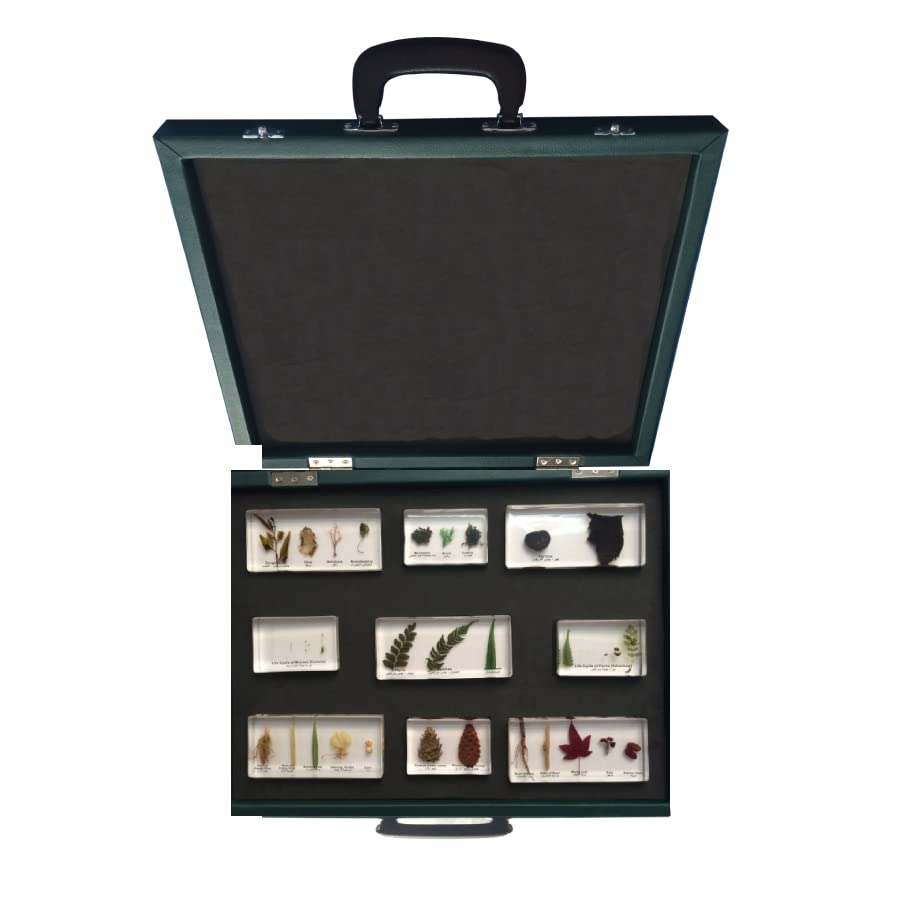 Set of 9 Plant Kingdom Specimen Block Kit All + Brief Case + Content Manual Biology Botany Anatomy For Teachers Student Education Laboratory Experiment Classroom Essentials Resources