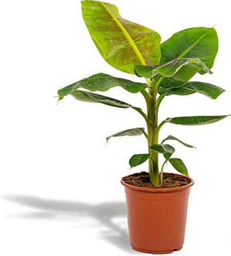 DECOALIVE Platanera PREMIUM de Interior y Exterior Planta para Decorar el Hogar