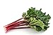 Seeds Rhubarb Original Organic Russian Heirloom Vegetable Seed