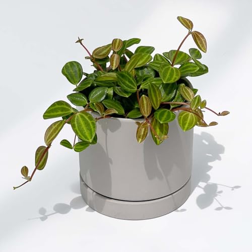 inakougeiiCiREQCj ϗtA   ~jϗt yy~A AO[^ 3 { A   v[g Mtg O[CeA A Ă₷ (픫CgO[)