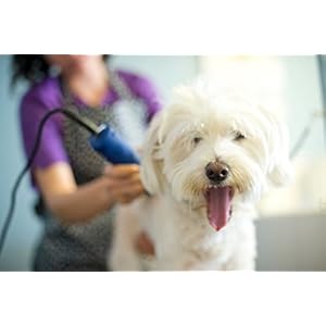 Andis – 23275, Ultra Edge Detachable Blade Clipper – Super 2-Speed Rotary Motor with Minimal Noise, 3400-4400 Strokes per Minute, Includes 14-Inch Heavy-Duty Cord – for Dogs, Coats & Breeds, Blue