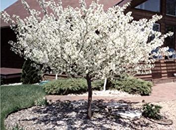 15 Albero Semi Sargent Manzano silvestre (Malus sargentii)