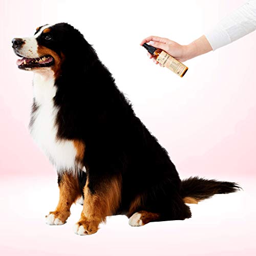 natural dog deodorizer homemade