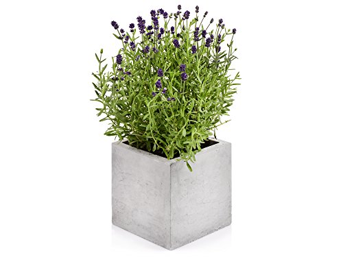 beske-Manufaktur Beton Blumentopf 'Kubik - M' | Größe 17x17x17 | 100% Handarbeit Made in Germany | Zeitlos elegant puristisch