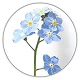 Nontiscordardimé, myosotis sylvatica, 50 semi, per aiuole e gruppi di piante, per recinti, giardini rocciosi, vasi e cesti