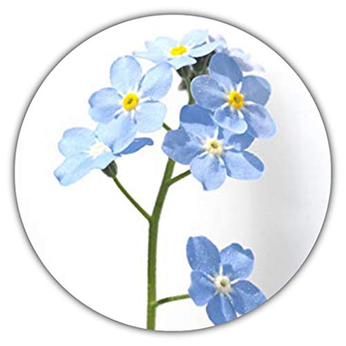 Myosotis Sylvatica/env. 50 graines/pierre de parterre populaire et de Groupe Plante artificielle pour terrasse, Jardins, pot et coupes Cover