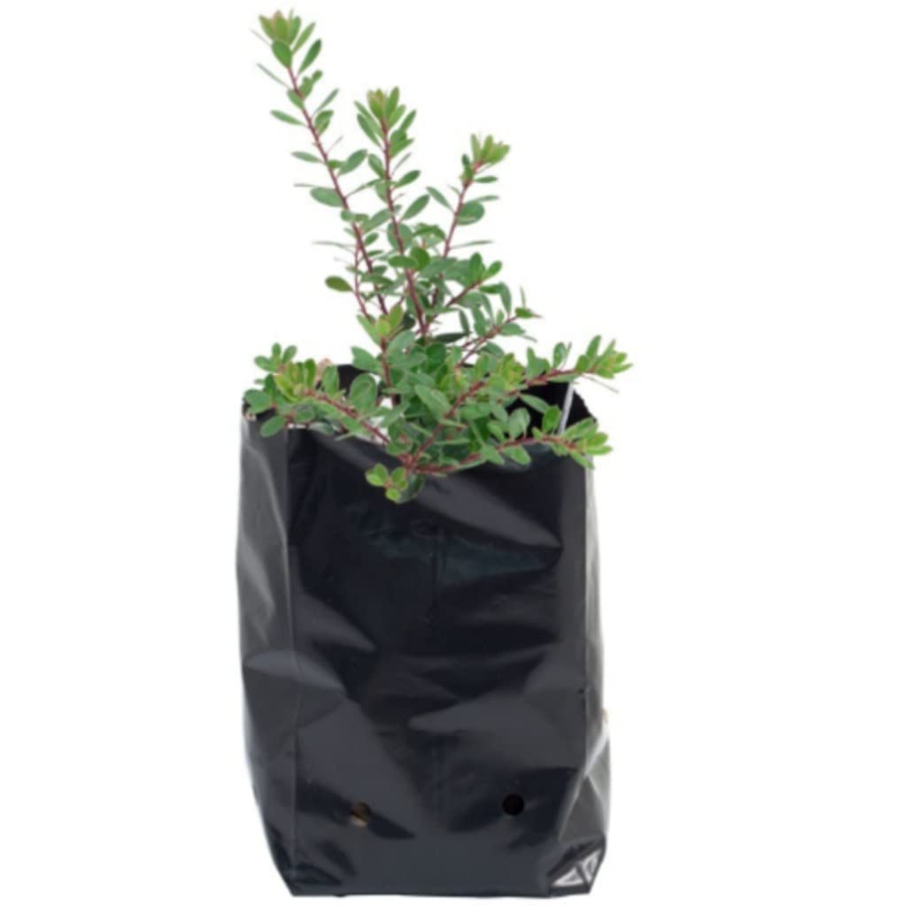 ALLSMORT Nursery Bags for Plants 200 Pieces, 6 X 8 inch Plastic Poly Grow Plant Bag Black Growing Garden (B0977HJKXF) Amazon Price History, Amazon Price Tracker