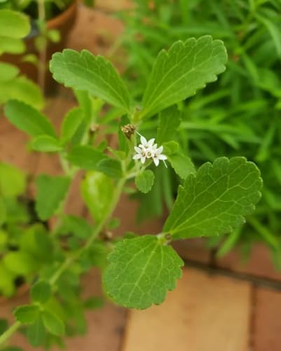 Image of Live Stevia Plant With Green leafs, Natural Sugar Free Alternative Herb,Sweet Tulsi Medicinal plant (pack of 1 with pot) Zp 1