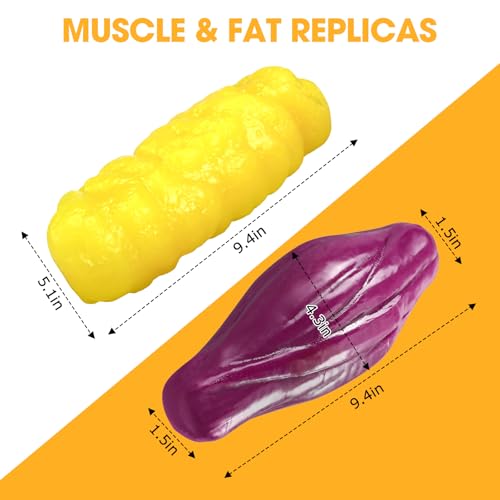 Image of 2.2lb Ultra-Realistic Human Muscle & Fat Anatomy Model - Clinical-Grade Display Tool for Fitness, Nutrition & Body Analysis
