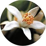 生活の木 フローラルウォーター ネロリ(オレンジフラワー) 100ml