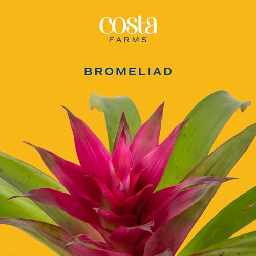 Image of Costa Farms Live Bromeliad Indoor Plant, Red Guzmania Blooming Houseplant in Grow Pot, Tropical Tabletop Decor, Fresh From Farm, 12-Inches Tall
