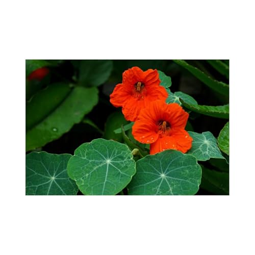 『Femme fatale ?』のカバーアート