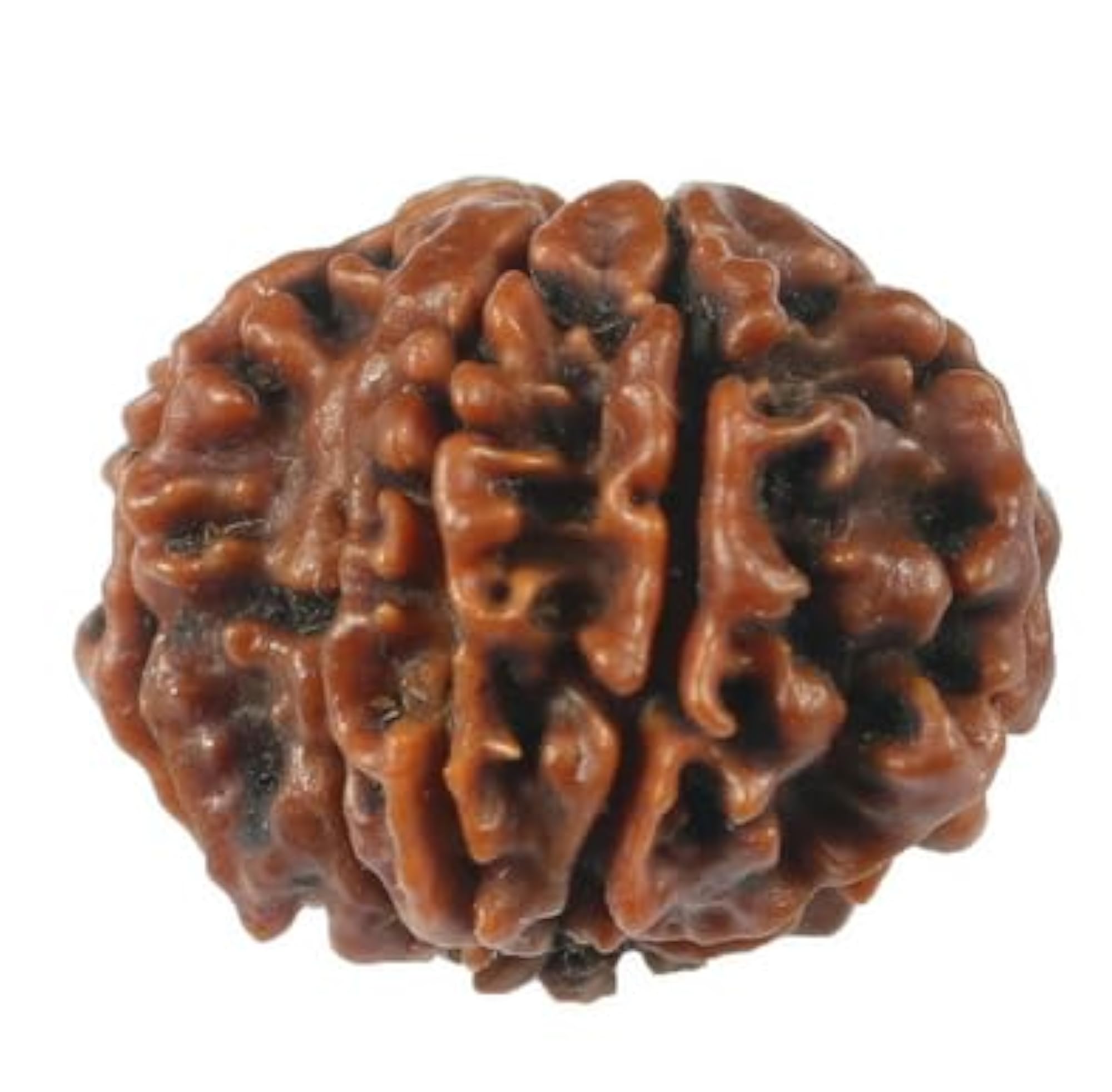 Genuine Aath Mukhi Rudraksha Beads, 8 Mukhi Design