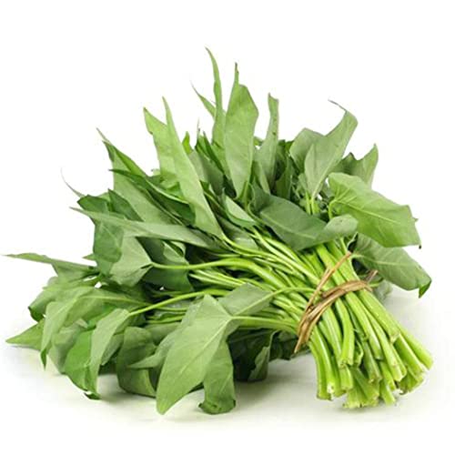 Dichmag 1000+ Kong Xin CAI Seeds for Yard & Garden - Non-GMO Rau Muong Green Leaf Vegetable Seeds for Planting - 95% Germination Rate Choy Ong Seeds Produced in The US 1000 seeds